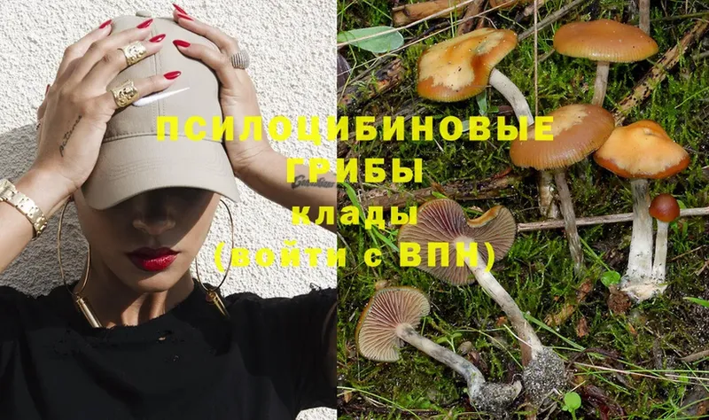 купить наркотик  Мышкин  Псилоцибиновые грибы Cubensis 